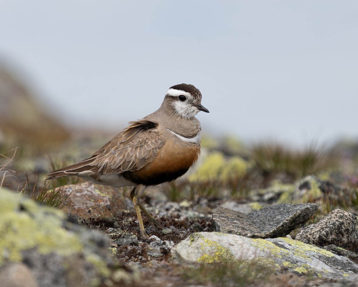 Eurasian Dotterel - ML638176639