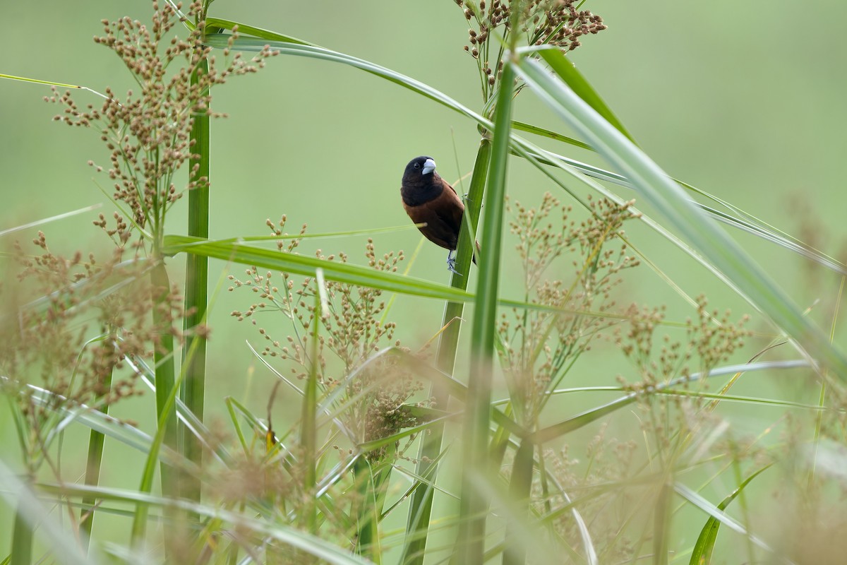 Chestnut Munia (Chestnut) - ML638176640
