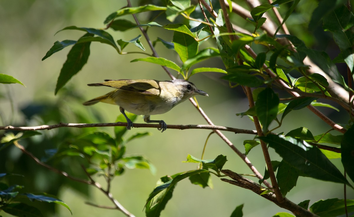 Chivi Vireo - ML638176642