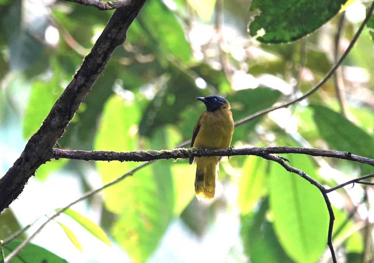 Black-headed Bulbul - ML638176668