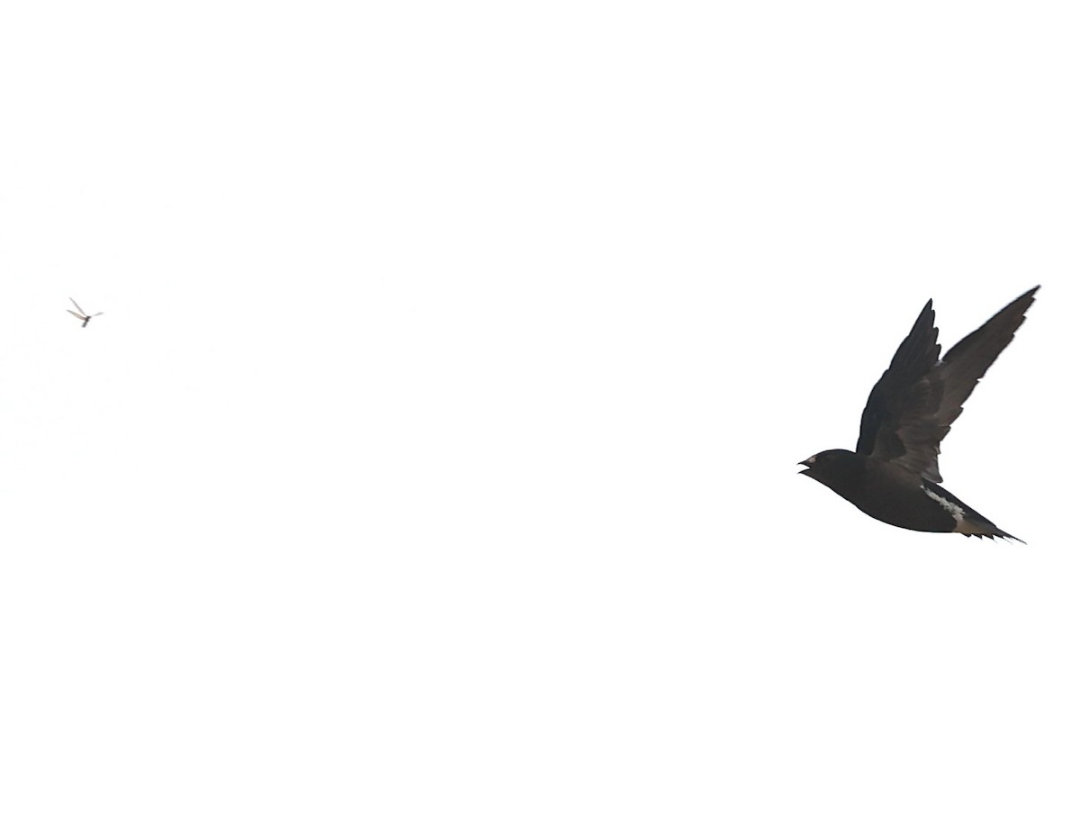Brown-backed Needletail - ML638176680