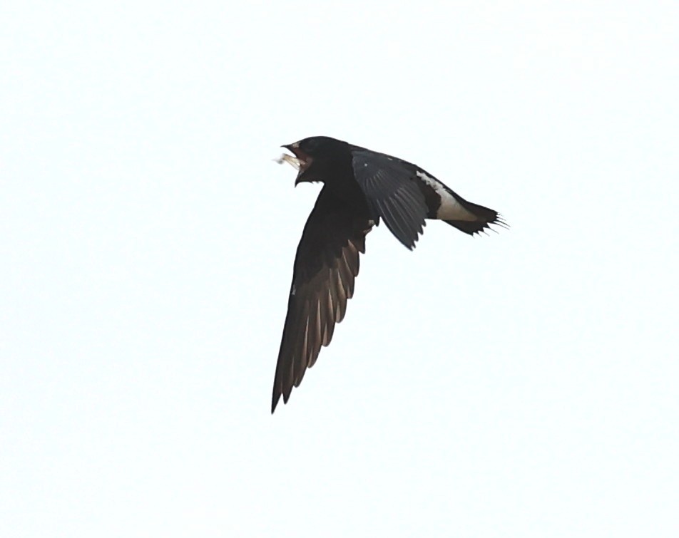 Brown-backed Needletail - ML638176681