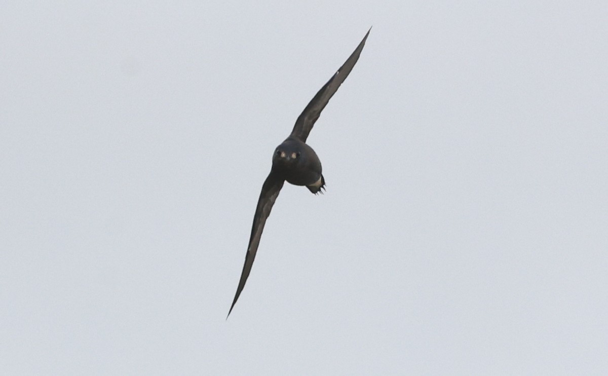 Brown-backed Needletail - ML638176689