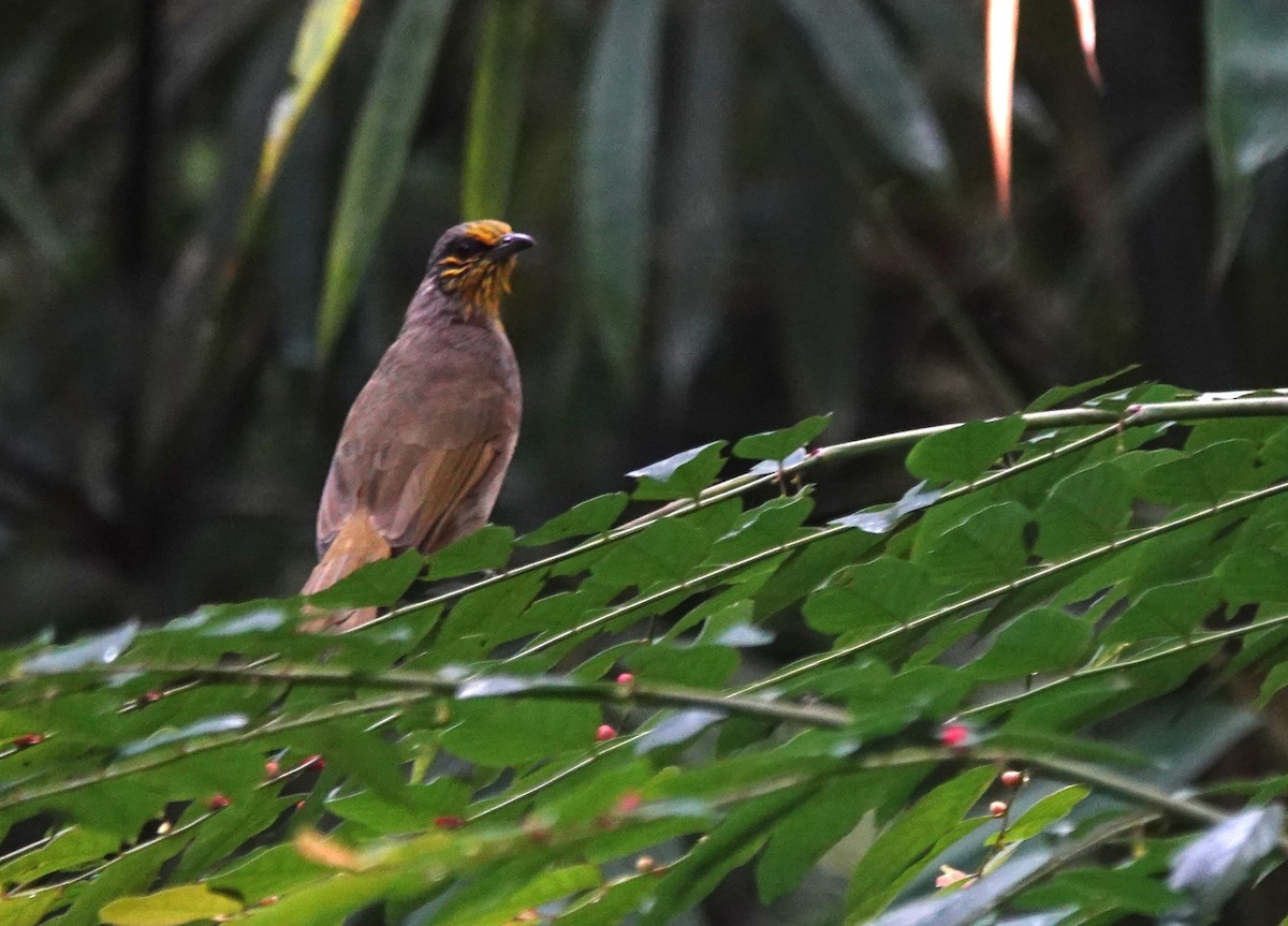 Stripe-throated Bulbul - ML638176691