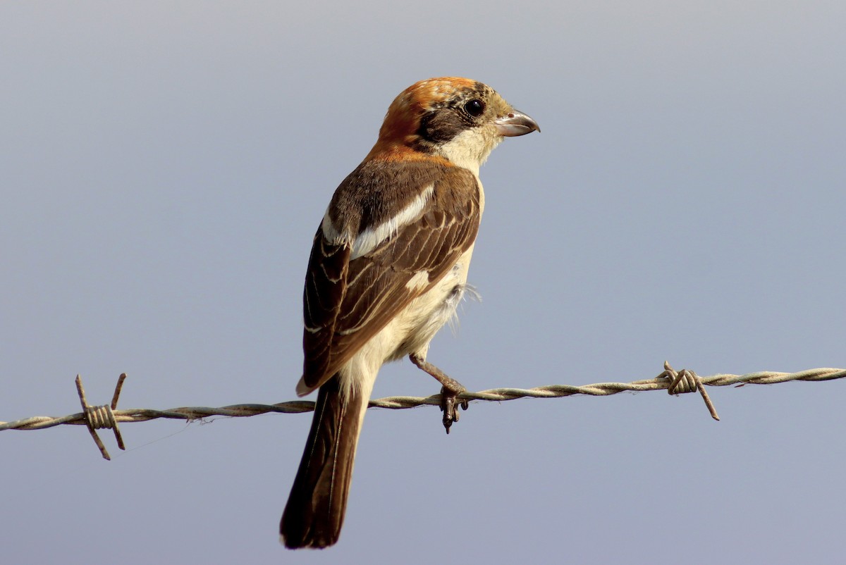 Woodchat Shrike - ML638176700