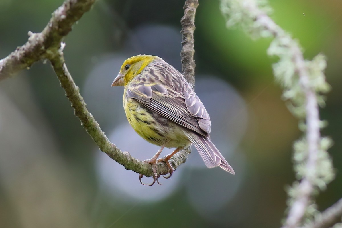 Island Canary - ML638176706