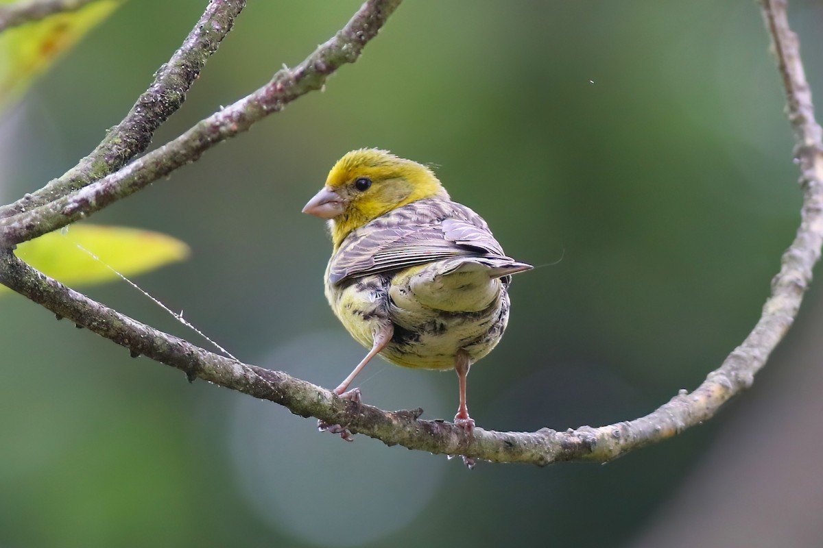 Island Canary - ML638176707