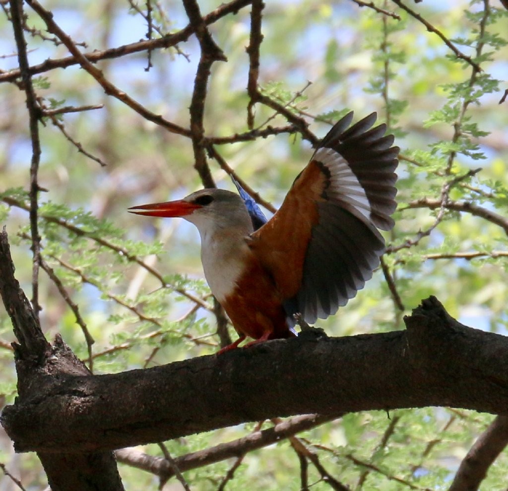 Gray-headed Kingfisher - ML63817671