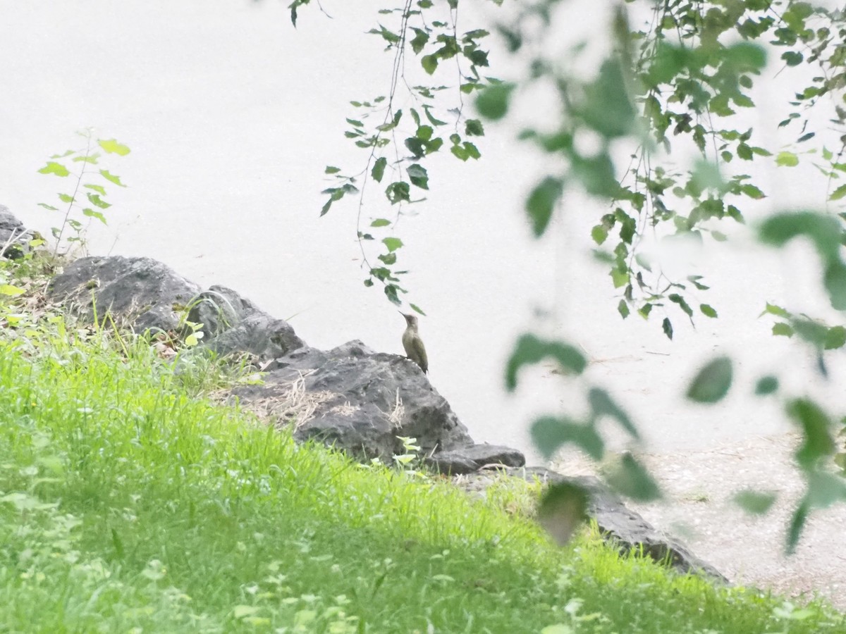 Iberian Green Woodpecker - ML638176713