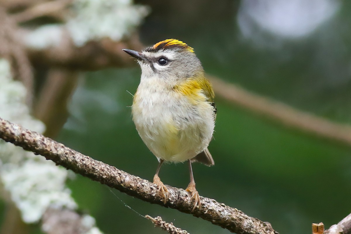 Madeira Firecrest - ML638176719