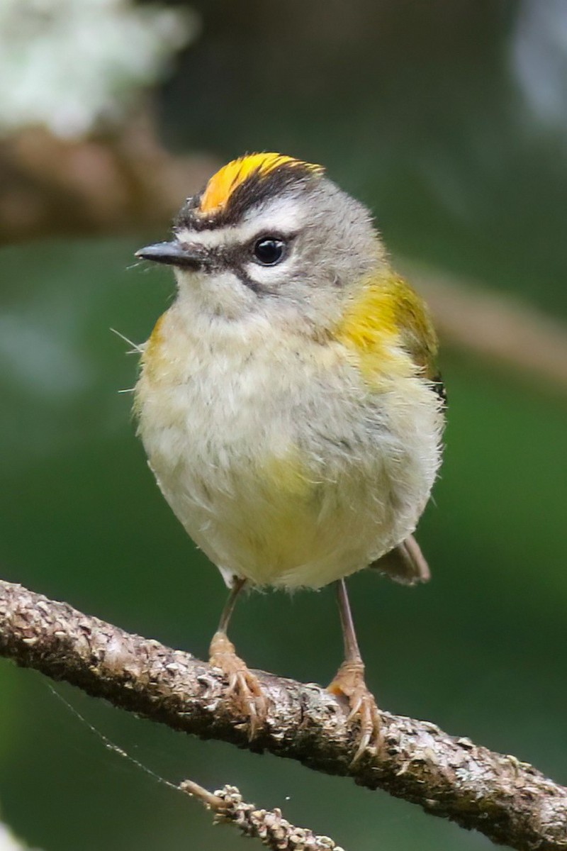 Madeira Firecrest - ML638176721