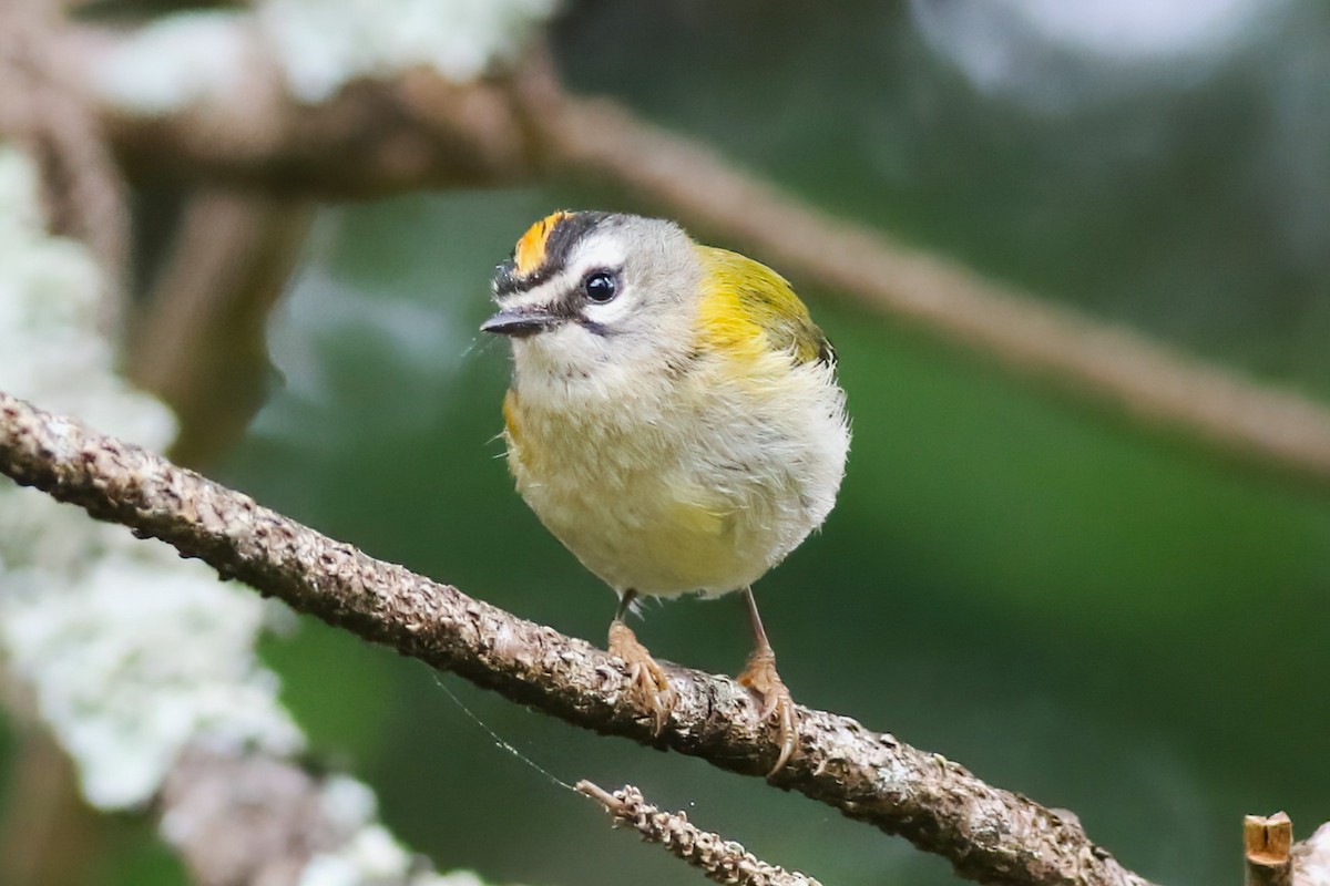 Madeira Firecrest - ML638176722