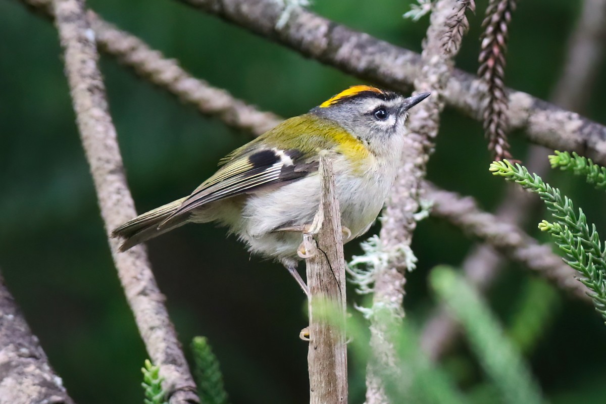 Madeira Firecrest - ML638176723