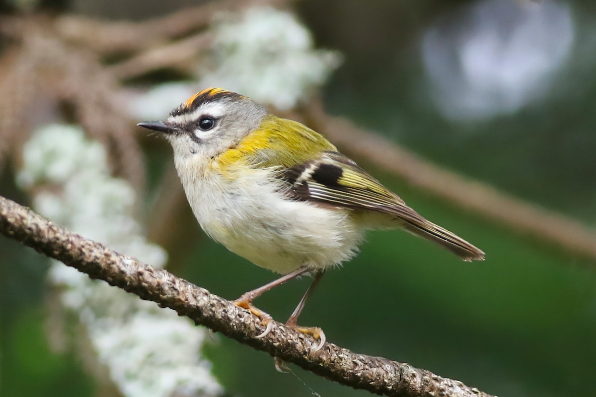 Madeira Firecrest - ML638176724