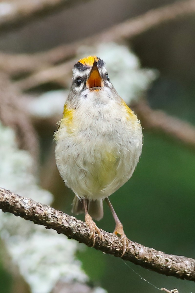 Madeira Firecrest - ML638176725