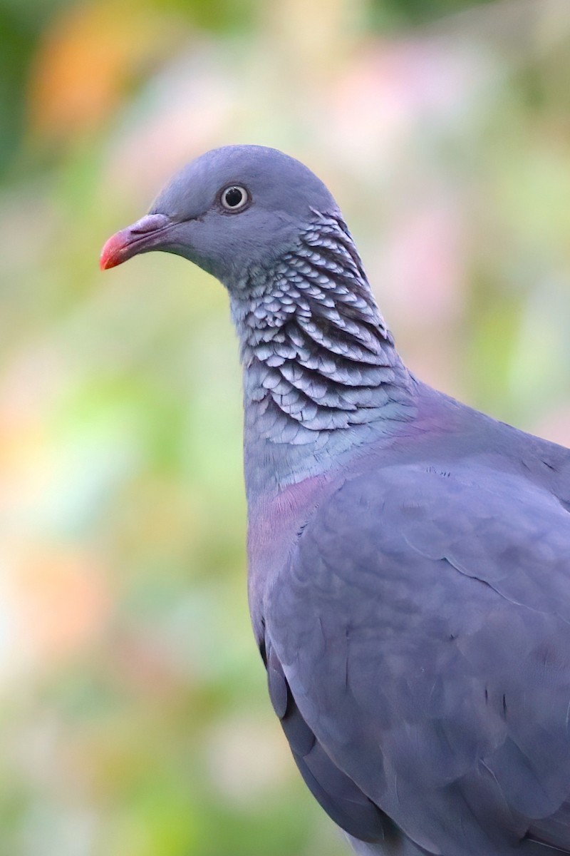 Trocaz Pigeon - ML638176729