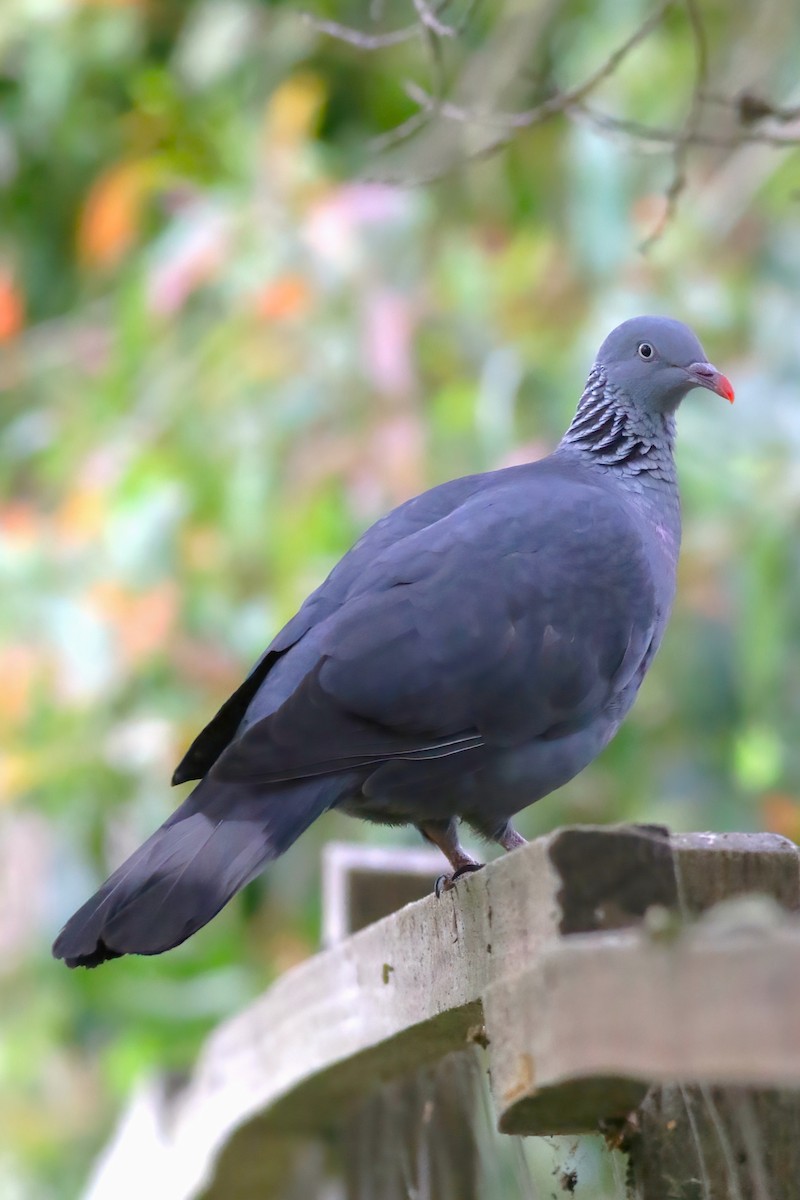 Trocaz Pigeon - ML638176730