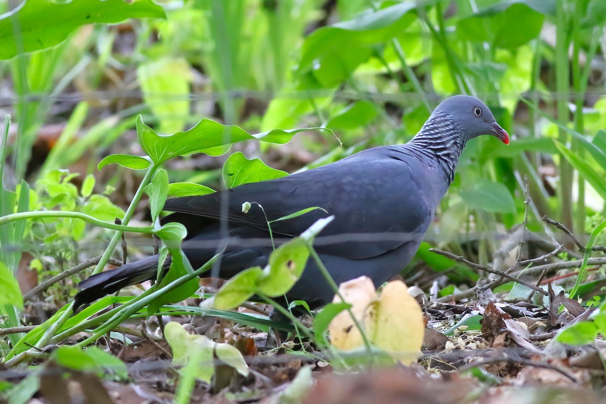 Trocaz Pigeon - ML638176731