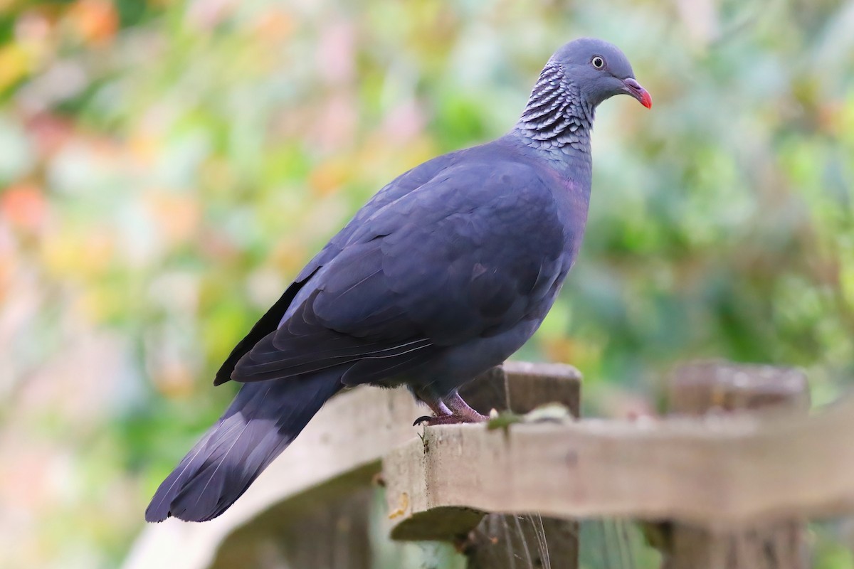 Trocaz Pigeon - ML638176732