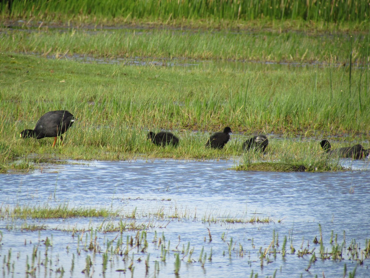 Red-gartered Coot - ML638176737