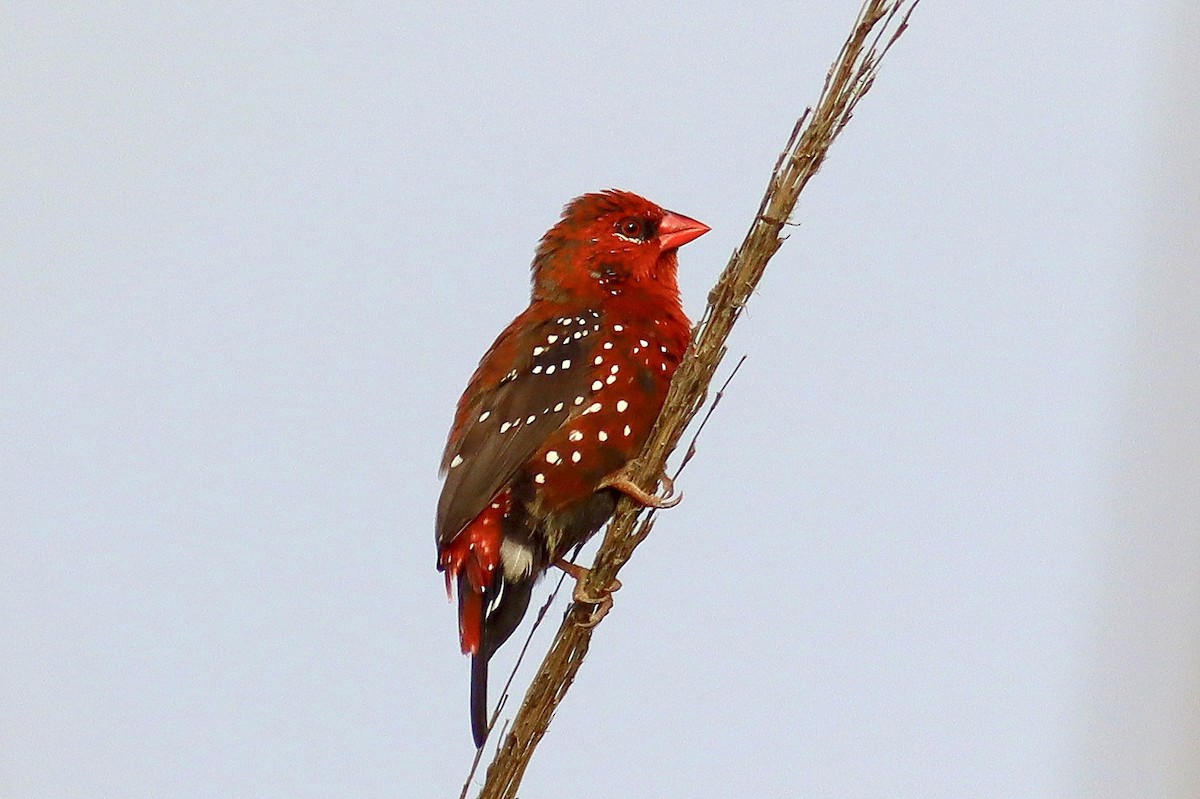 Red Avadavat - ML638176738