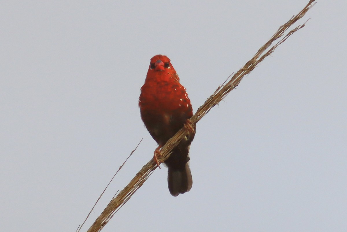 Red Avadavat - ML638176739