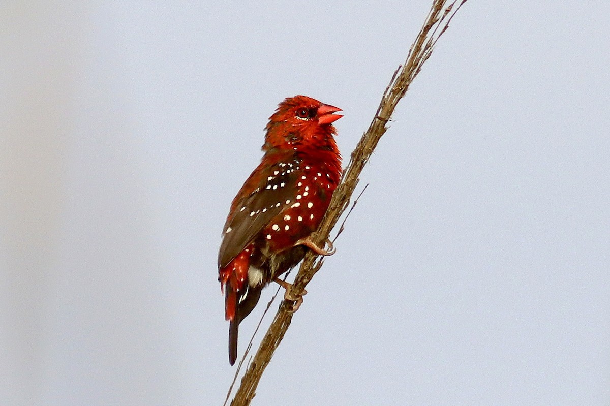 Red Avadavat - ML638176740