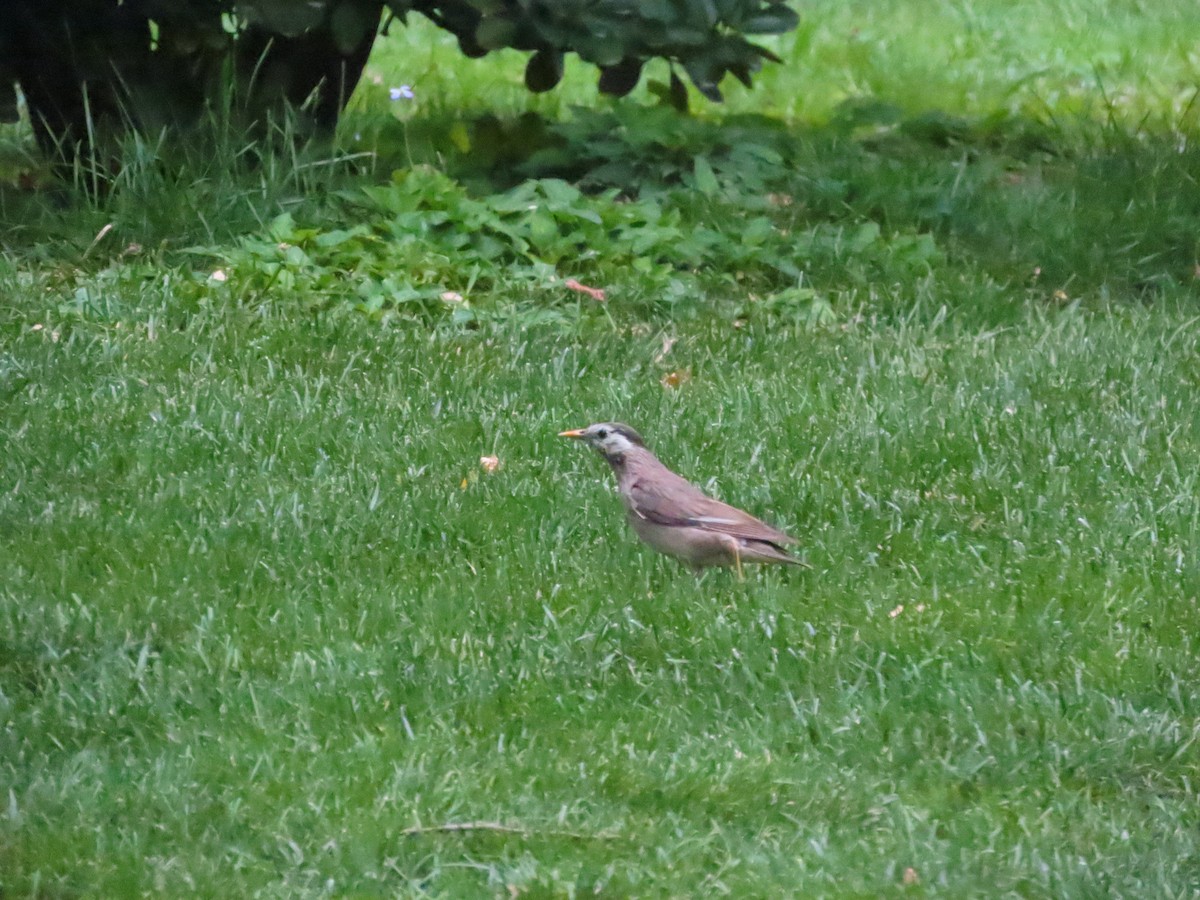 White-cheeked Starling - ML638176768