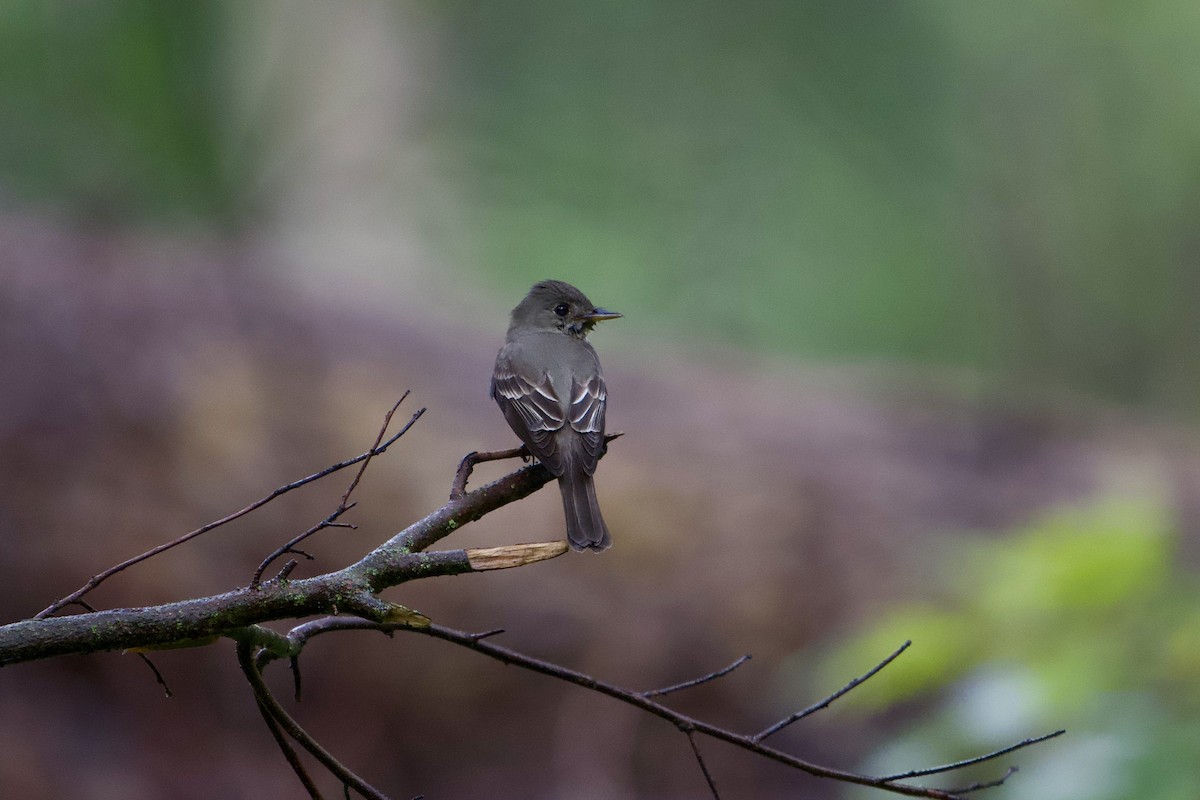 Eastern Wood-Pewee - ML638176776