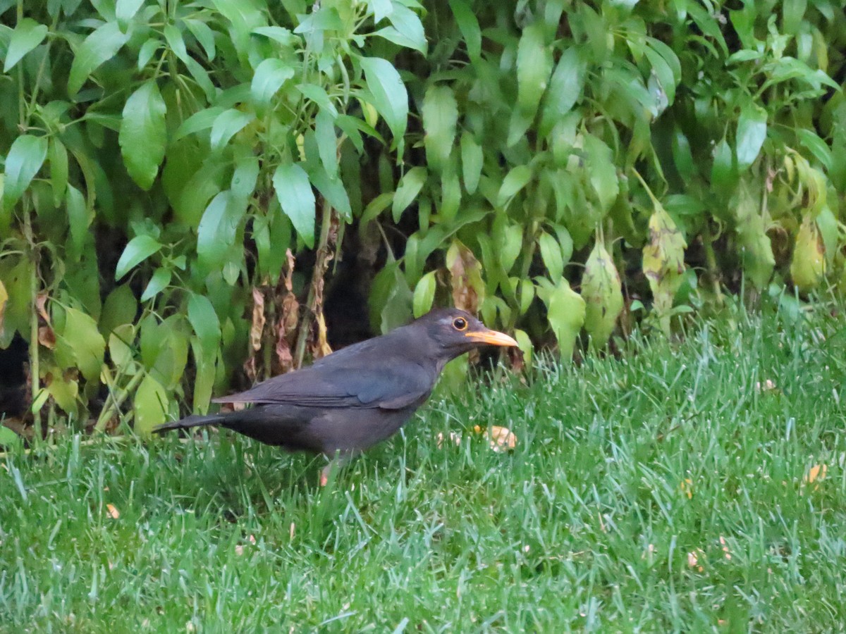 Chinese Blackbird - ML638176779