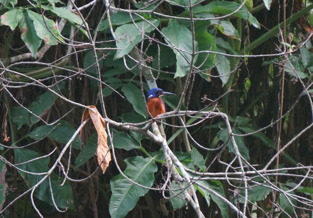 Blue-eared Kingfisher - ML638176789