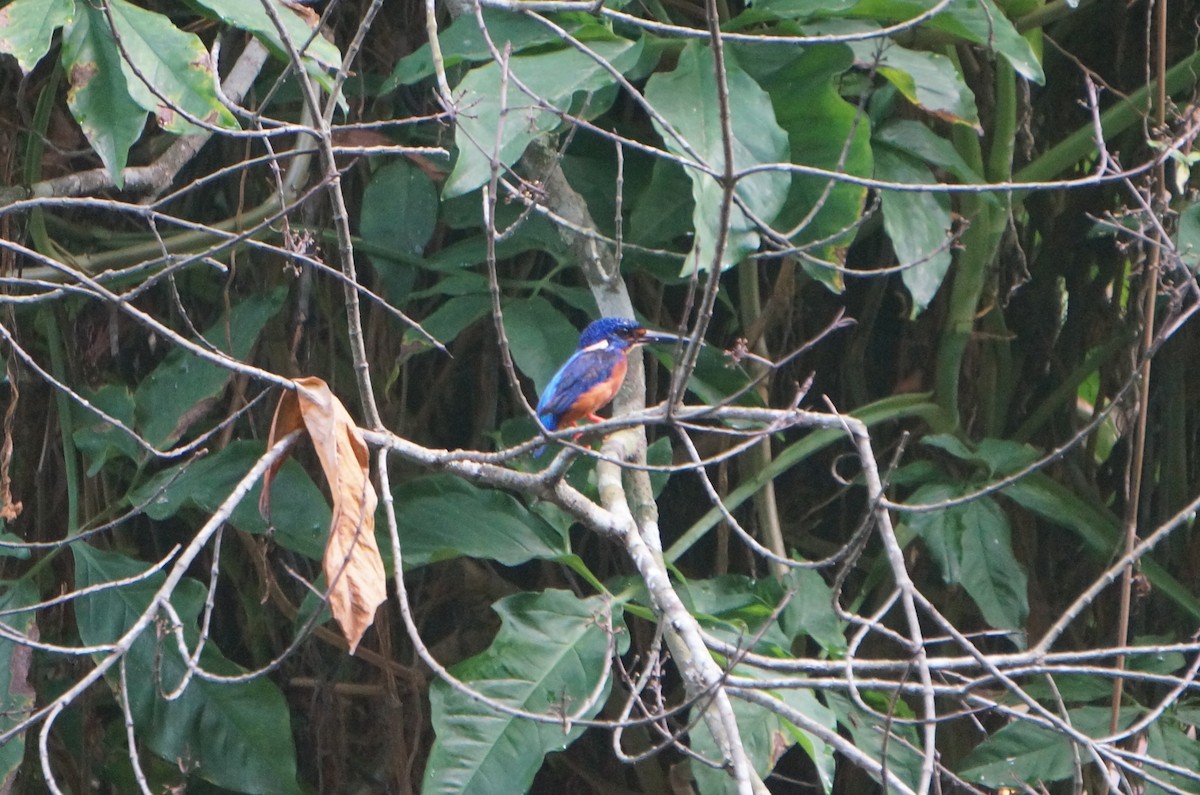 Blue-eared Kingfisher - ML638176790