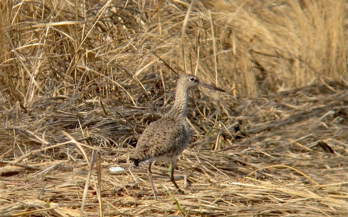 Chevalier semipalmé (semipalmata) - ML638176796