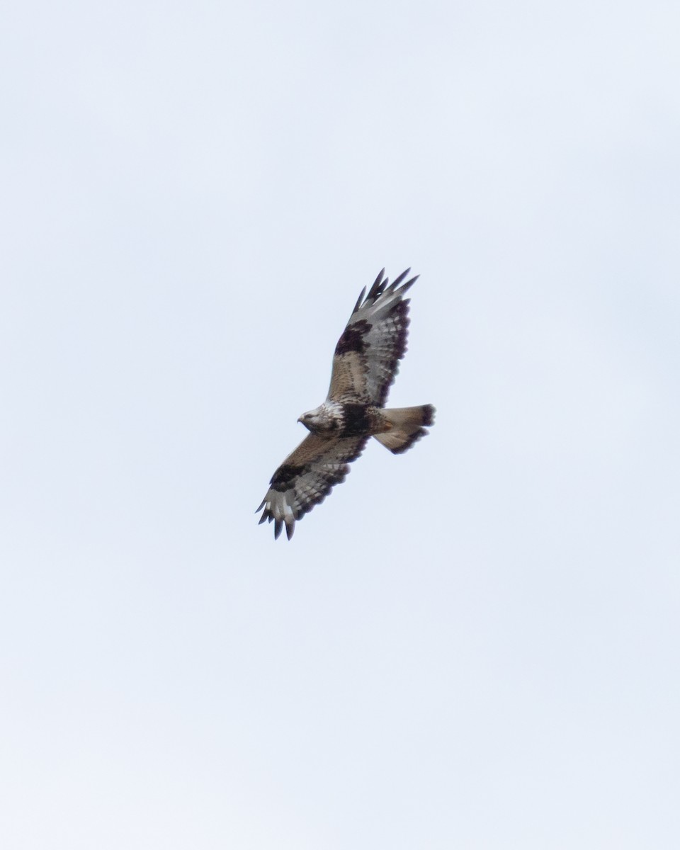 Rough-legged Hawk - ML638176802