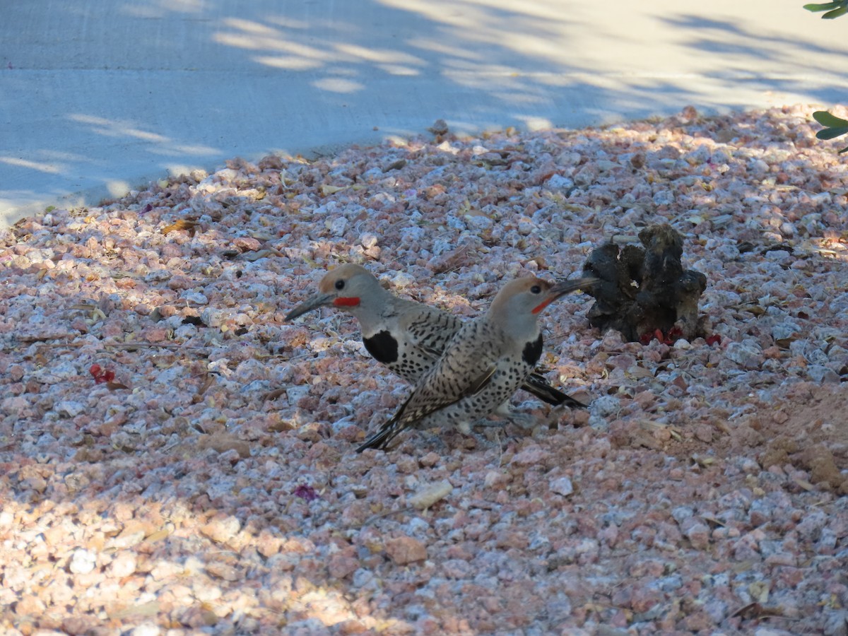 Gilded Flicker - ML638176805