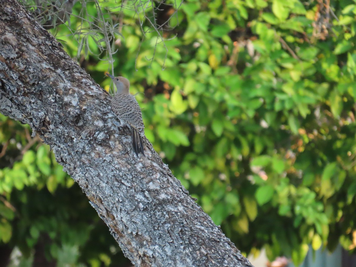 Gilded Flicker - ML638176806
