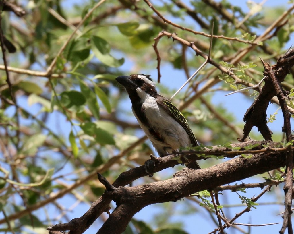 Black-throated Barbet - ML63817681