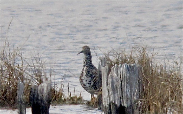 Combattant varié - ML638176815