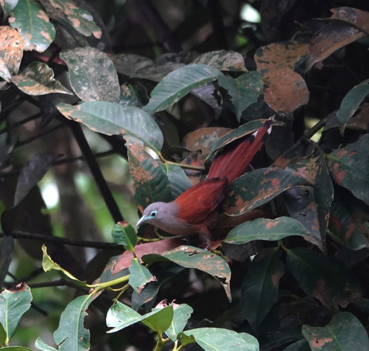 Raffles's Malkoha - ML638176817