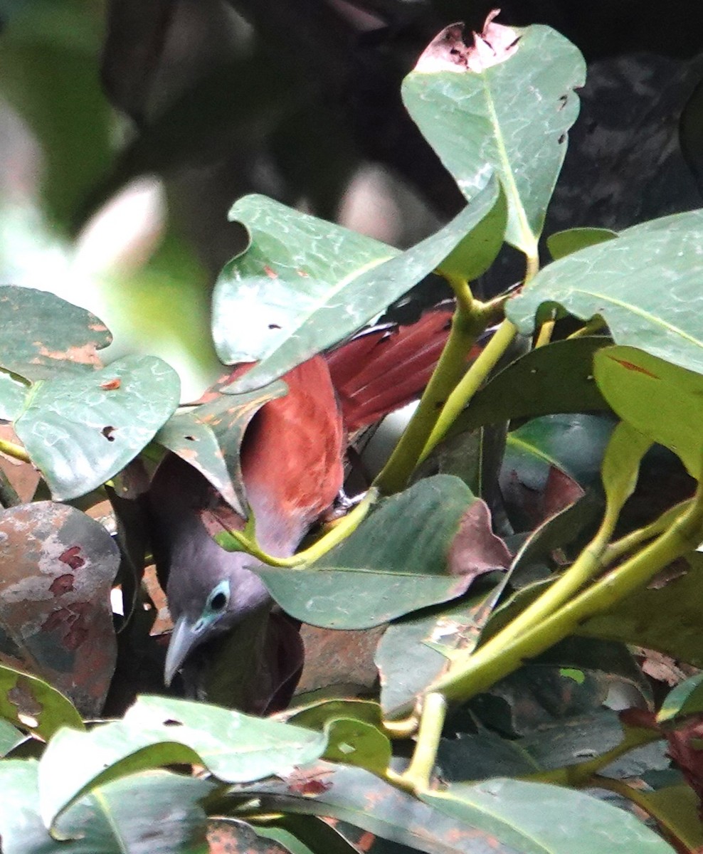 Raffles's Malkoha - ML638176818