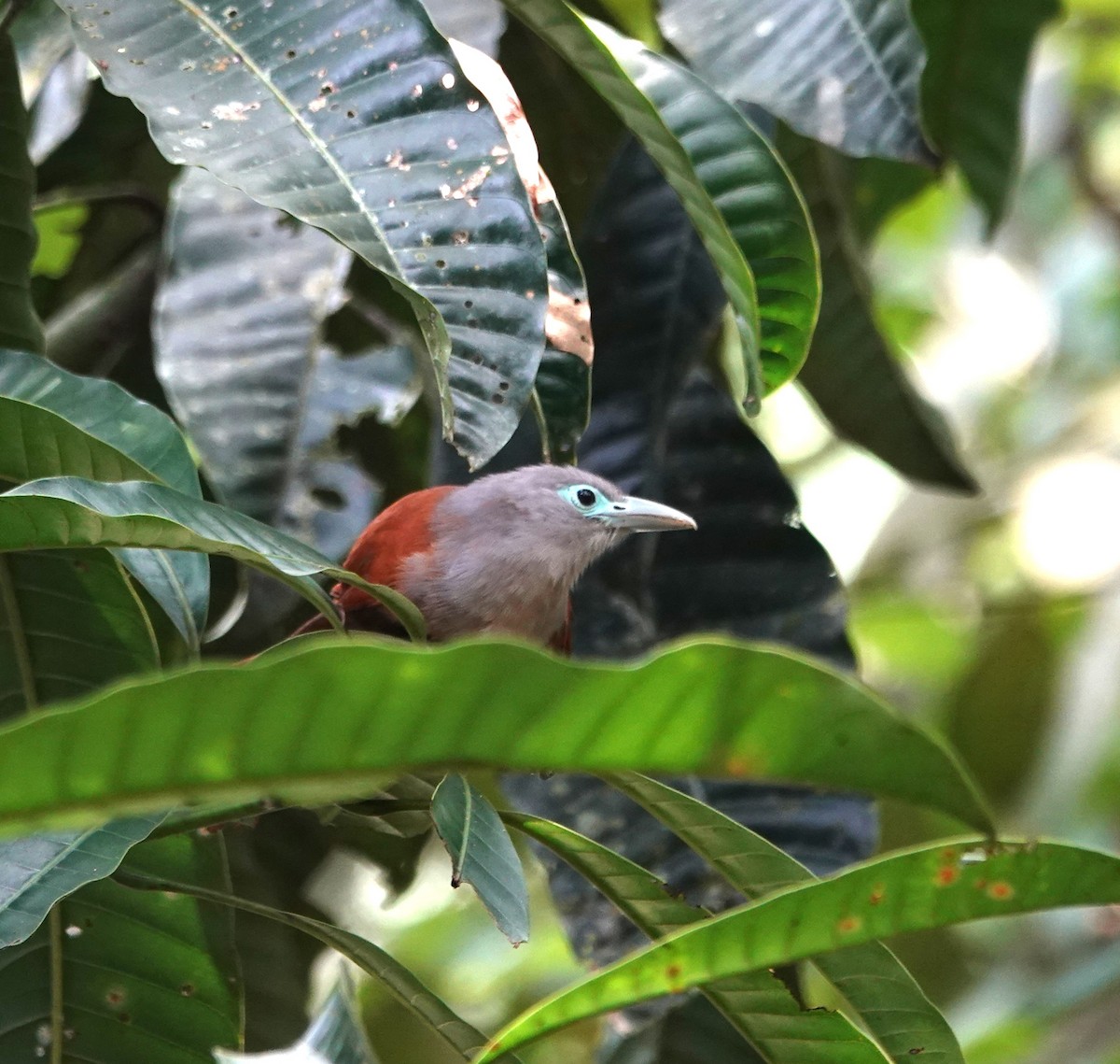 Raffles's Malkoha - ML638176819