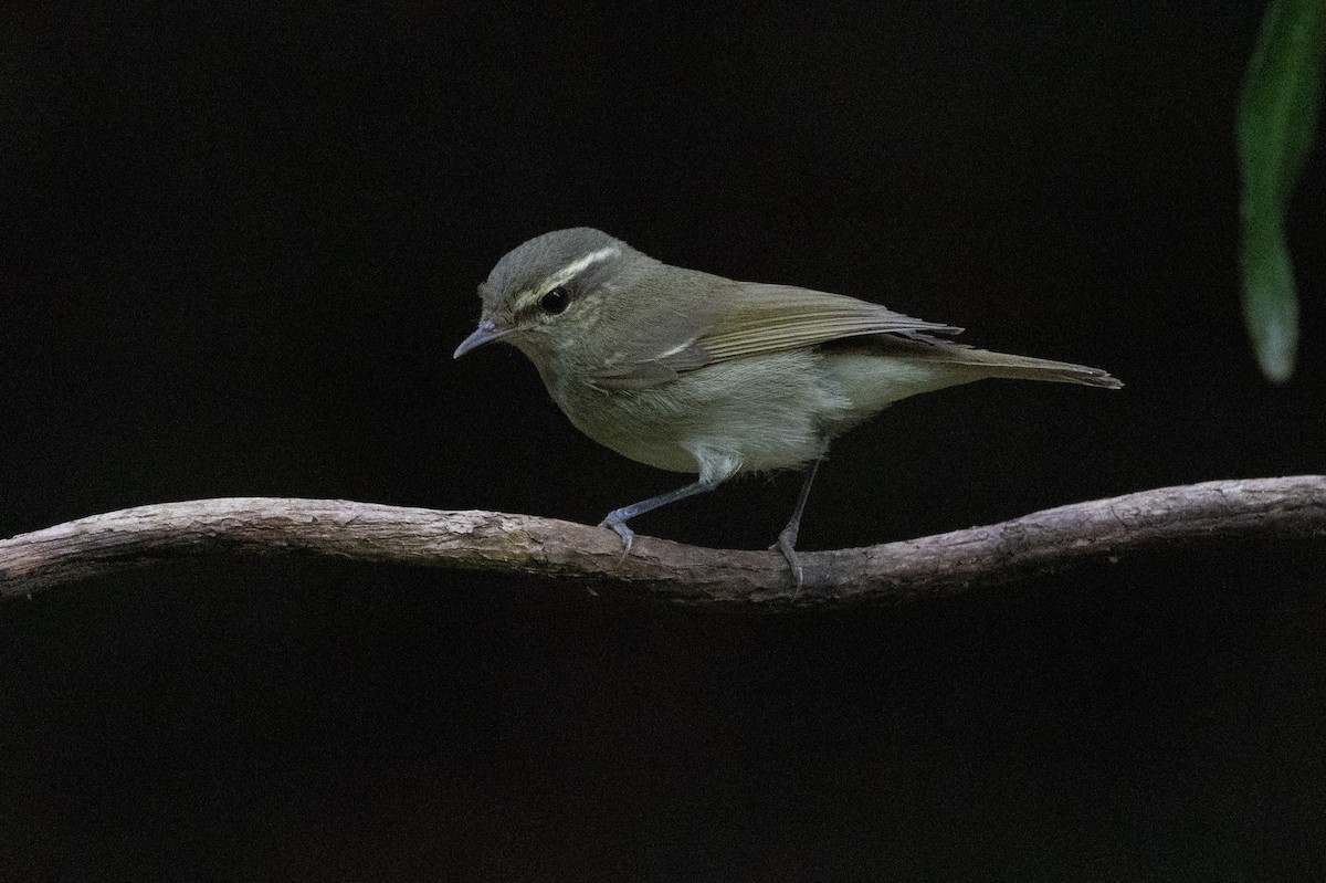 Large-billed Leaf Warbler - ML638176828