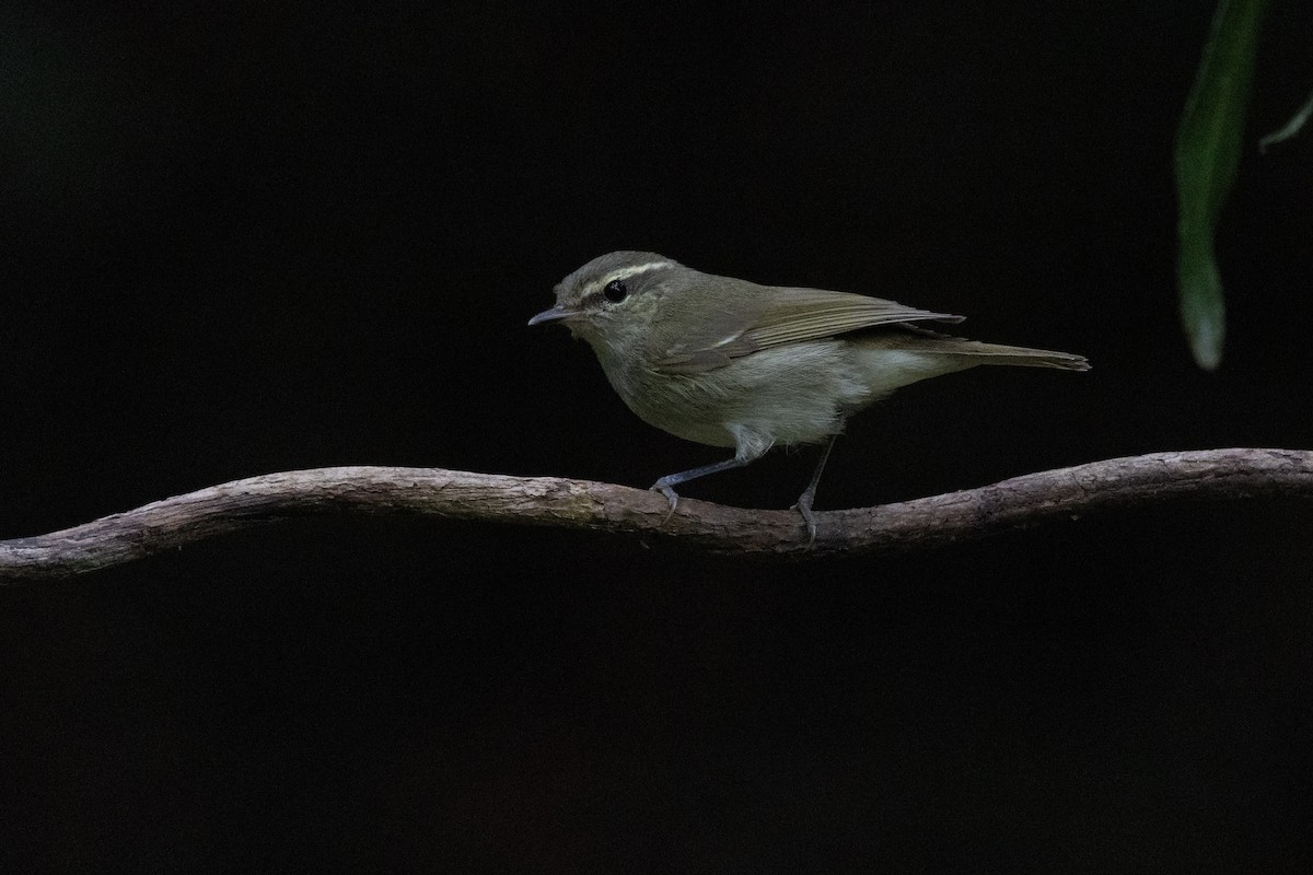 Large-billed Leaf Warbler - ML638176829