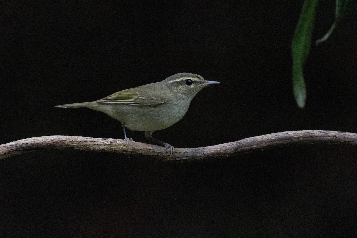 Large-billed Leaf Warbler - ML638176830