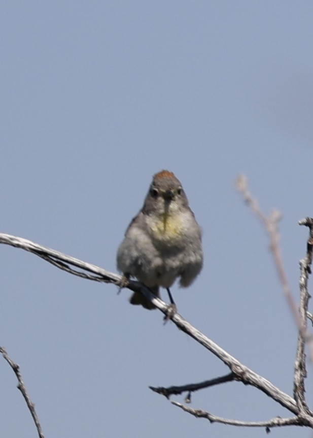 Virginia's Warbler - ML638176831