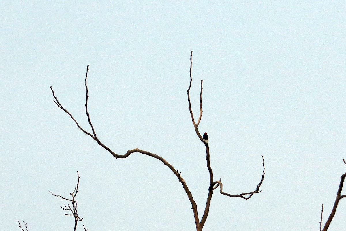 Red-headed Woodpecker - ML638176832