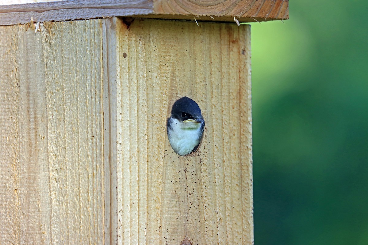 Tree Swallow - ML638176838