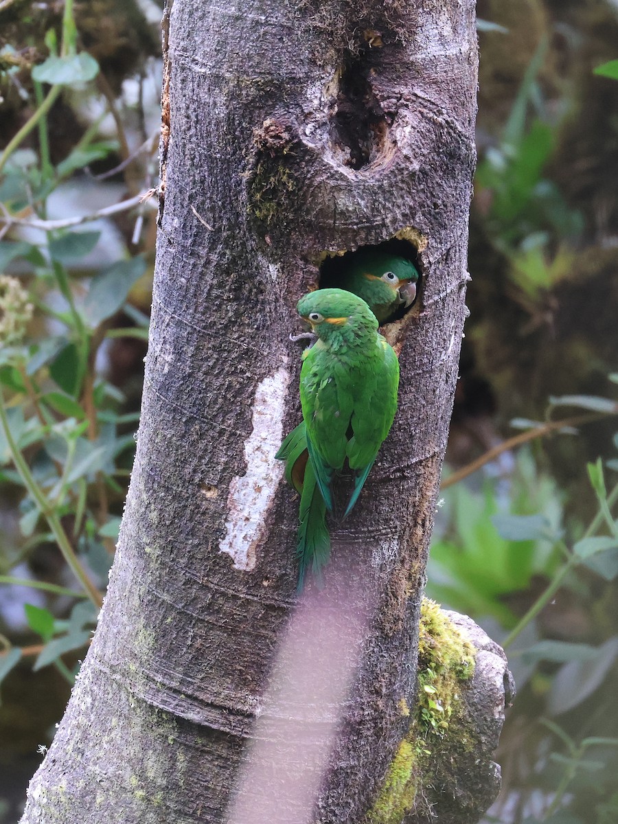 Golden-plumed Parakeet - ML638176845