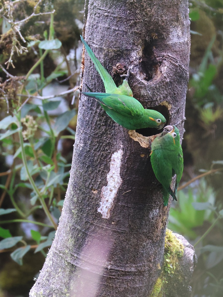 Golden-plumed Parakeet - ML638176846