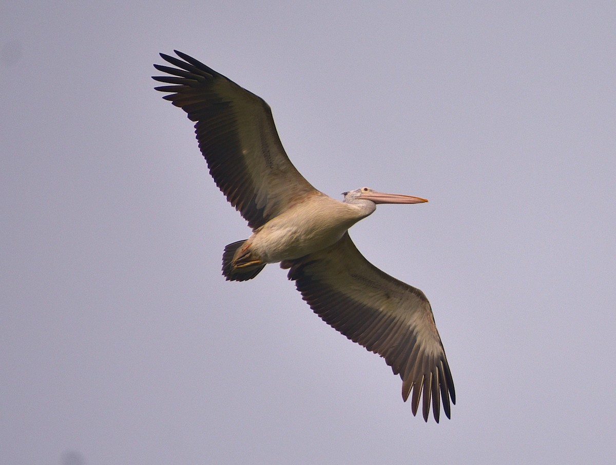 Spot-billed Pelican - ML638176847